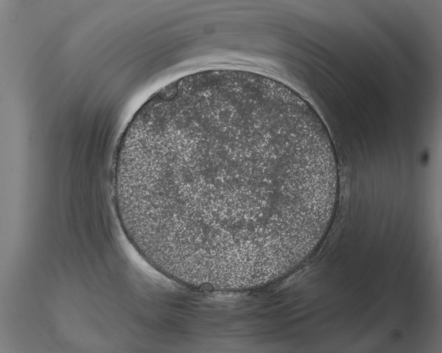 X0000116481531201001061109