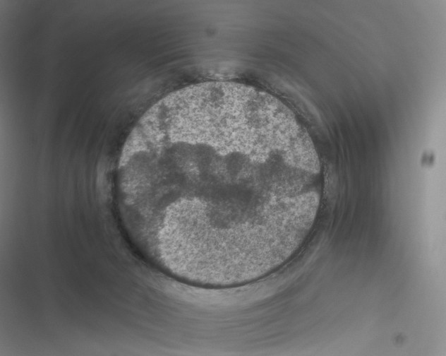 X0000116480030201001201351