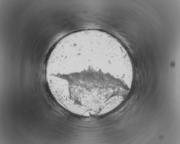 X0000116481171201001201336