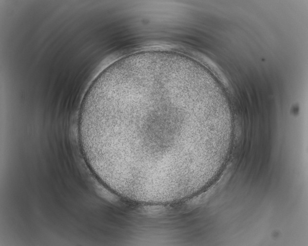 X0000116481186201001201336