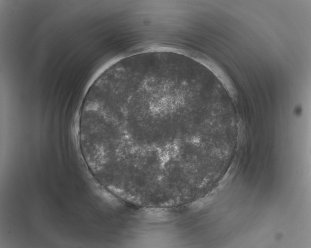 X0000116481198201001201336