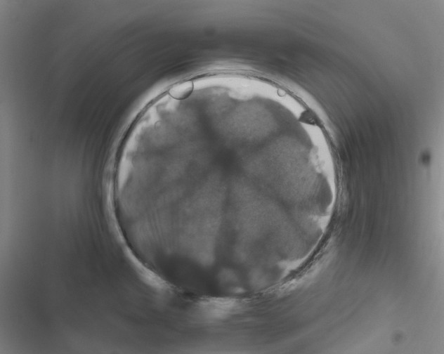 X0000116481245201001201336