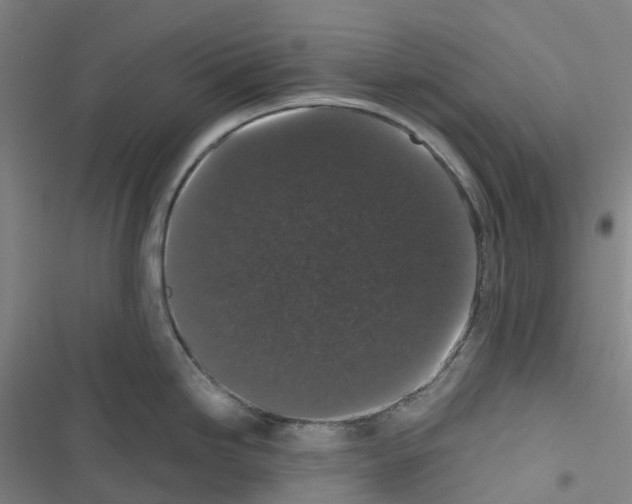 X0000116481246201001201336