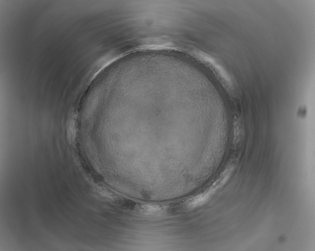 X0000116481361201001201333