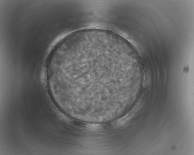 X0000116481454201001201332