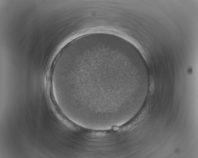 X0000116481515201001201331