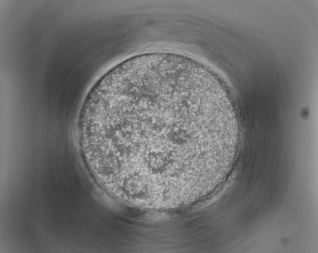 X0000116481517201001201331