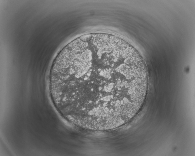 X0000116481525201001201331