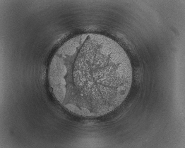 X0000116490495200912292108