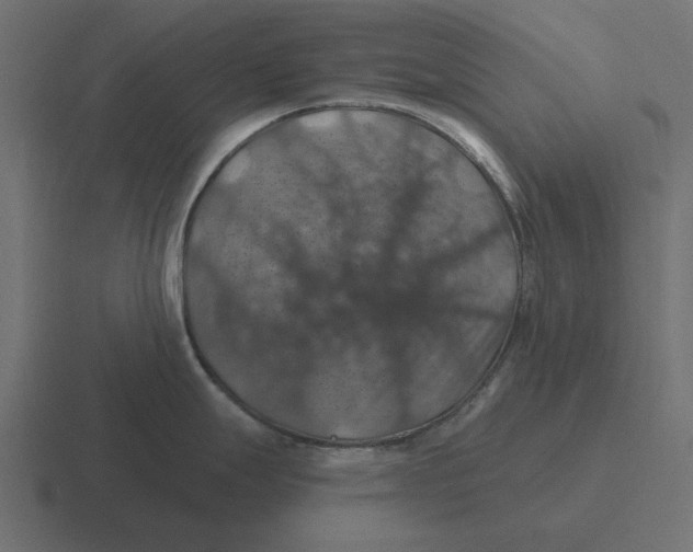 X0000116491247200912292059