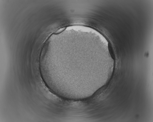 X0000116490385201001061146