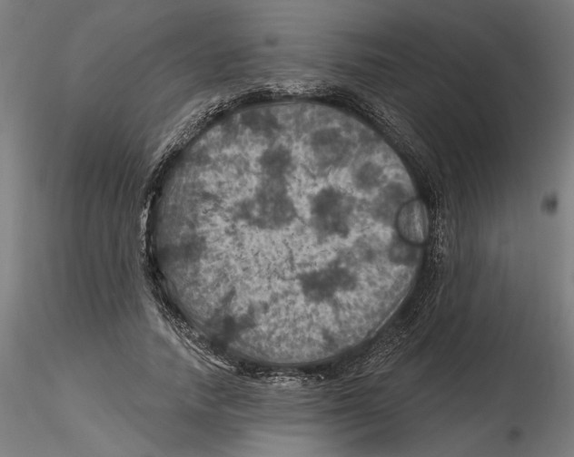 X0000116490738201001061141