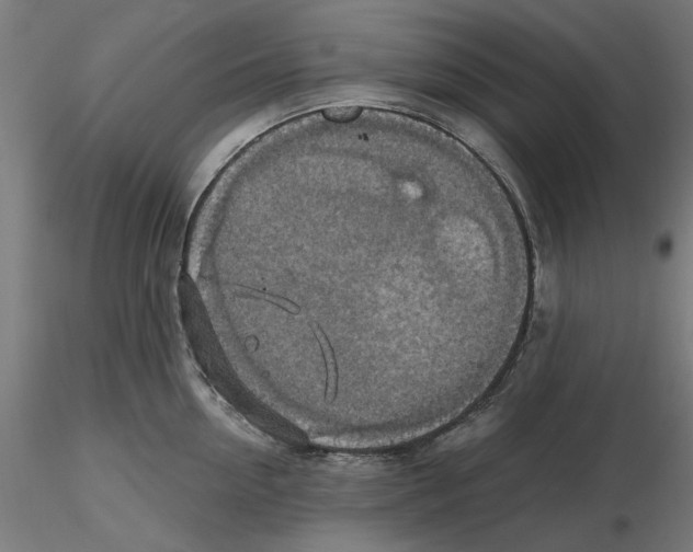 X0000116490954201001061138