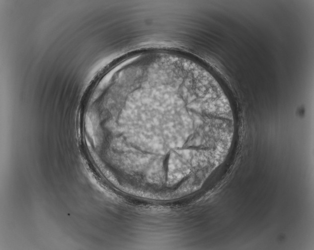 X0000116491030201001061137