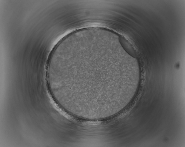 X0000116491134201001061136