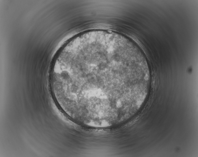 X0000116491139201001061136