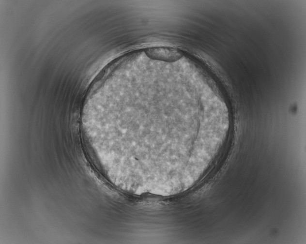 X0000116491185201001061135