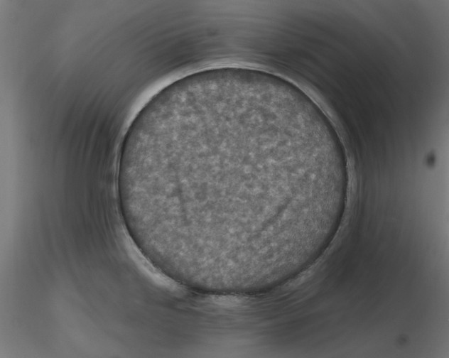 X0000116491246201001061134