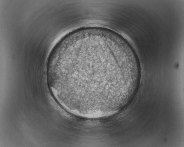 X0000116491384201001061132