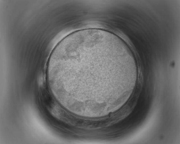 X0000116491439201001061132