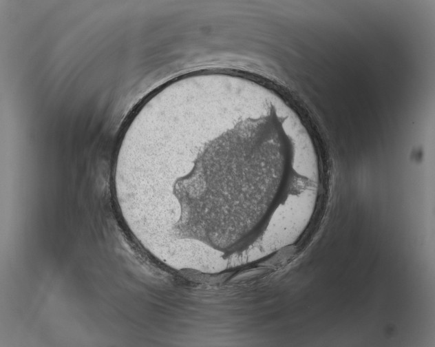 X0000116491505201001061130