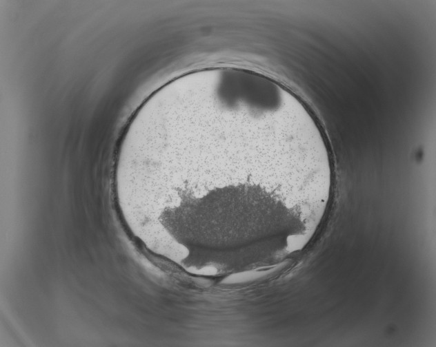 X0000116491525201001061130