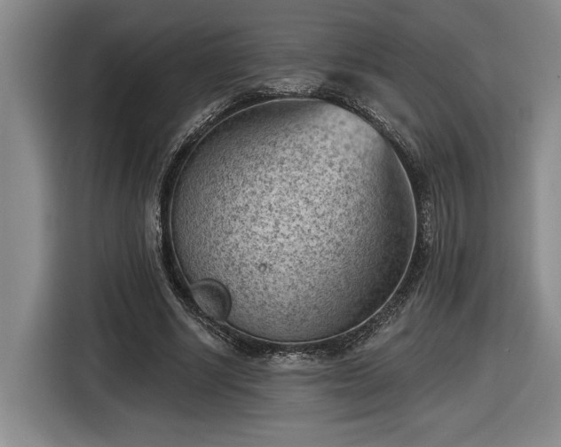 X0000116510634200912161339