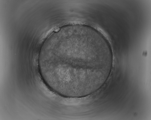 X0000116510009200912231243