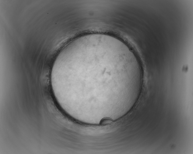 X0000116510017200912231243