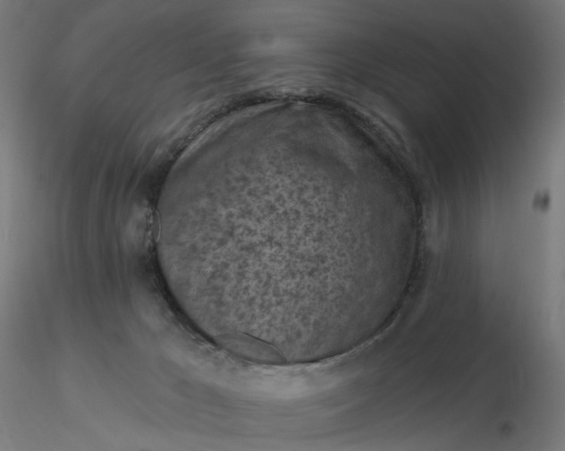 X0000116510029200912231243