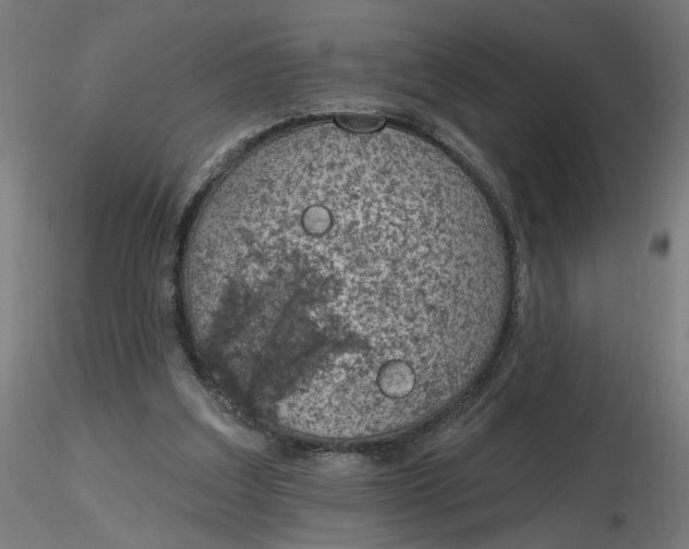 X0000116510203200912231240