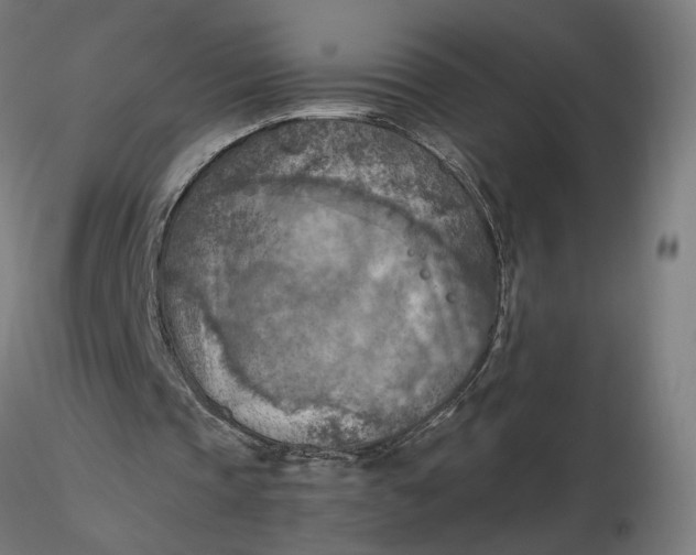 X0000116510337200912231238