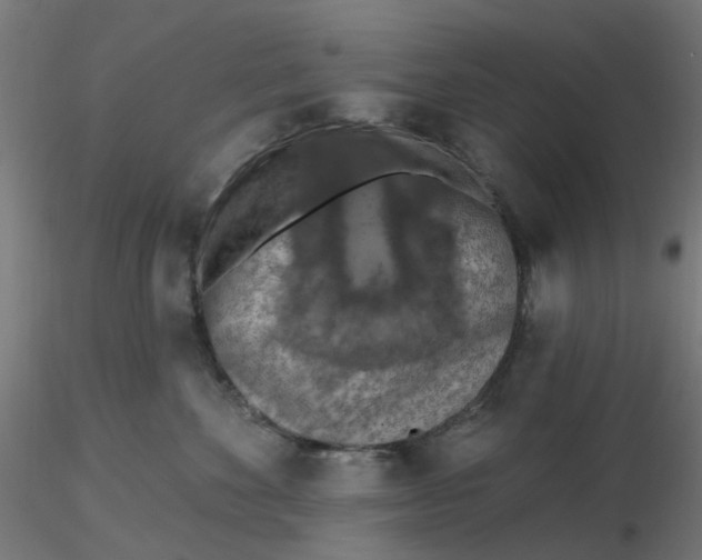 X0000116510524200912231236