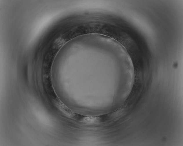 X0000116510526200912231236