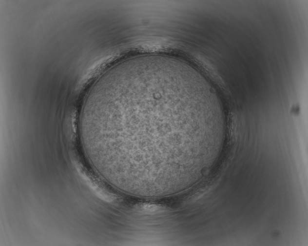 X0000116510590200912231235