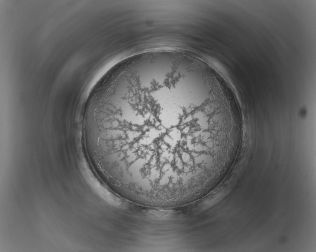 X0000116510859200912231232