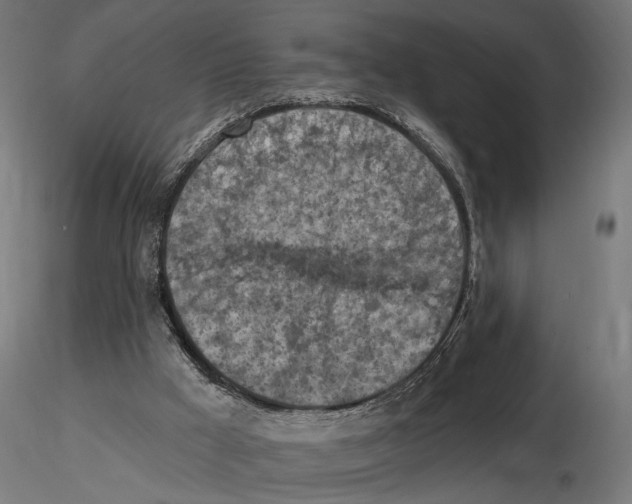 X0000116510009201001061233