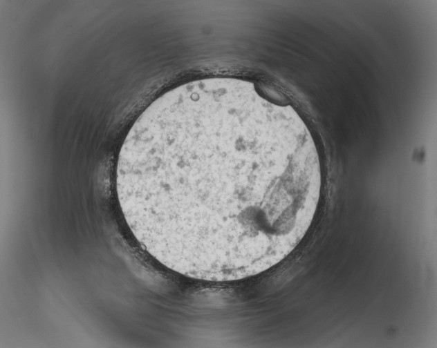 X0000116510065201001061232