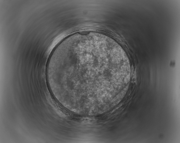 X0000116510099201001061231