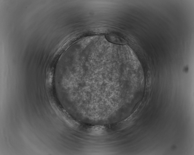 X0000116510124201001061231