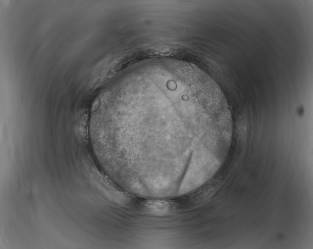 X0000116510181201001061231