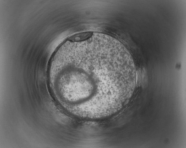X0000116510195201001061230