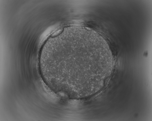 X0000116510293201001061229