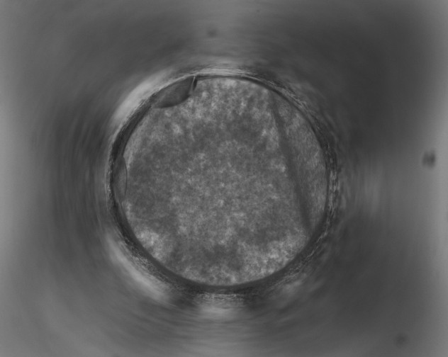 X0000116510296201001061229