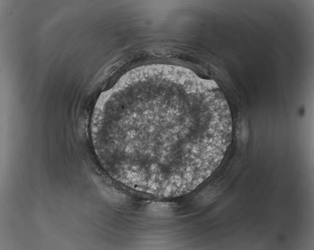 X0000116510332201001061228