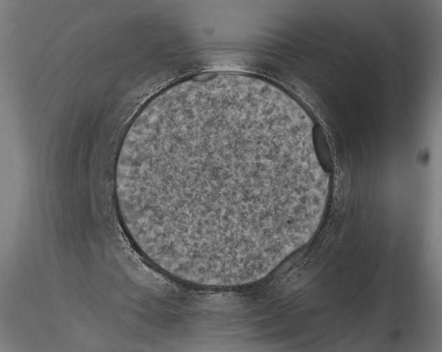 X0000116510385201001061227