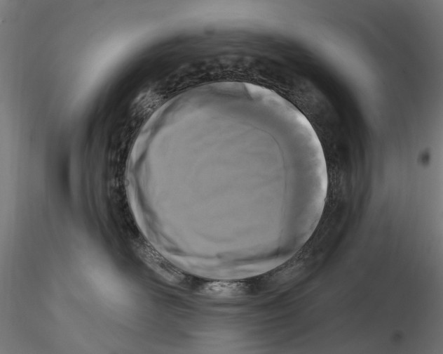 X0000116510526201001061225