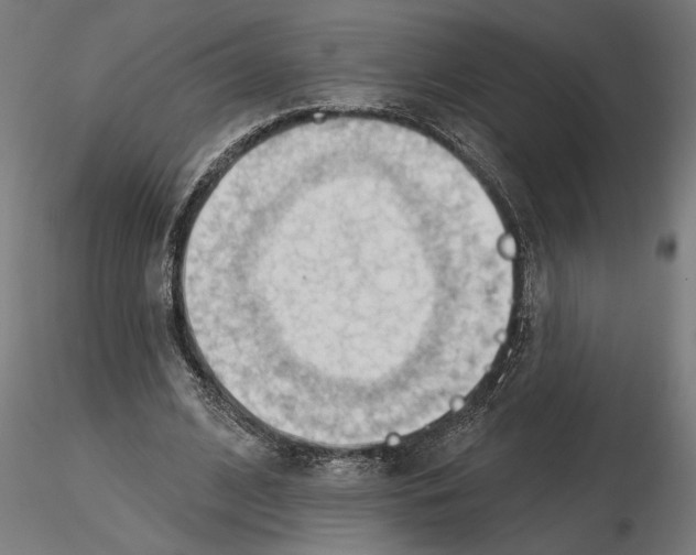X0000116510584201001061225