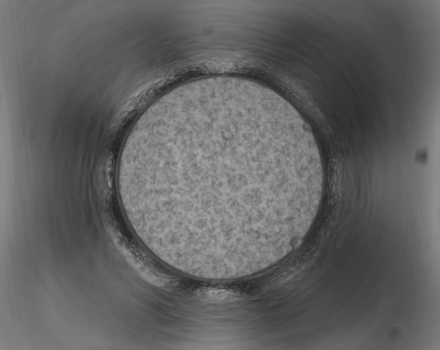 X0000116510590201001061225