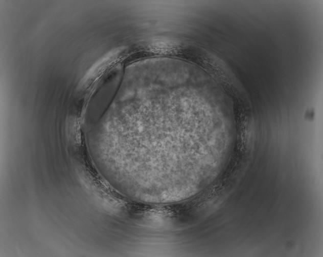 X0000116510696201001061223